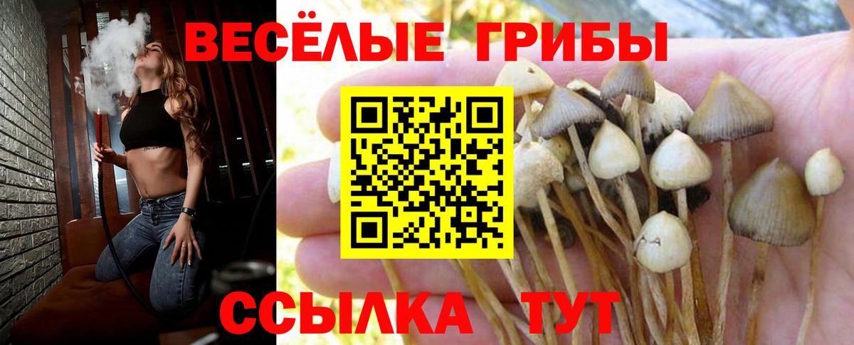 Псилоцибиновые грибы MAGIC MUSHROOMS  Вход с VPN  Элиста  Галлюциногенные грибы Psilocybine cubensis 